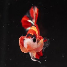 画像3: HMPK　キャンディ (3)