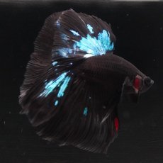 画像8: HM　ブラックスター (8)