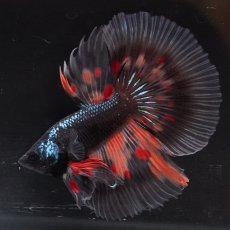画像1: HM　ブラックキャンディ　クリアフィン (1)