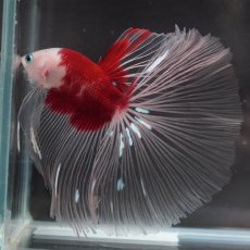 画像2: HM　鯉　クリアフィン (2)