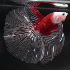 画像1: HM　鯉　クリアフィン (1)