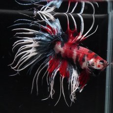 画像4: CT　ファンシー (4)