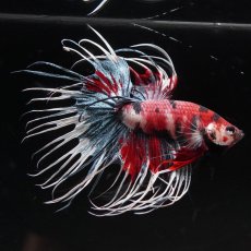 画像8: CT　ファンシー (8)