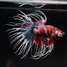 画像6: CT　ファンシー (6)