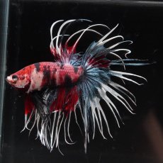 画像3: CT　ファンシー (3)