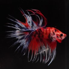 画像1: CT　キャンディ (1)