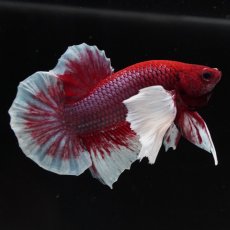 画像4: HMPKダンボ　ラベンダーバタフライ (4)