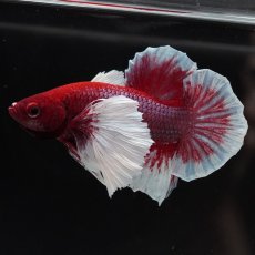 画像5: HMPKダンボ　ラベンダーバタフライ (5)