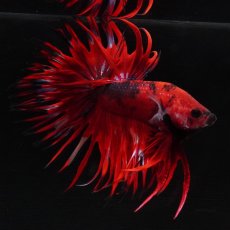 画像5: CT　ヘルボーイ (5)