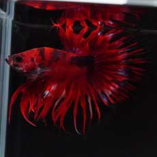 画像8: CT　ヘルボーイ (8)