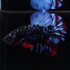 画像6: HMPK　ブラックスター (6)