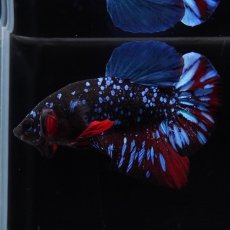 画像5: HMPK　ブラックスター (5)