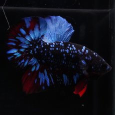 画像2: HMPK　ブラックスター (2)