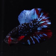 画像3: HMPK　ブラックスター (3)