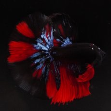 画像12: HM　ブラックスター (12)