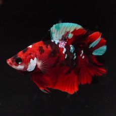 画像8: DTPK　鯉 (8)