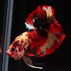 画像7: HMPK　キャンディ (7)