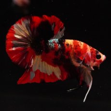 画像6: HMPK　キャンディ (6)