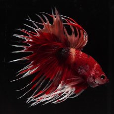 画像6: CT　キャンディ (6)