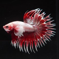 画像4: CTダンボ　ファンシーレッド (4)