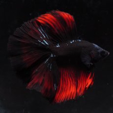 画像8: FM　ブラックスター (8)