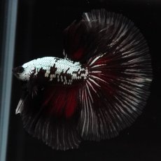 画像16: HM　ブラックレッドサムライ (16)