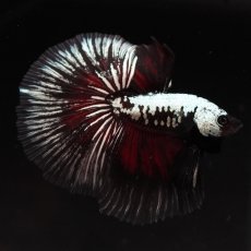 画像1: HM　ブラックレッドサムライ (1)