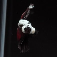 画像3: HM　ブラックレッドサムライ (3)