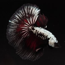 画像7: HM　ブラックレッドサムライ (7)