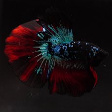 画像12: HM　ブラックスター (12)