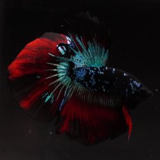 画像3: HM　ブラックスター (3)