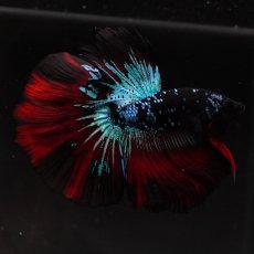 画像1: HM　ブラックスター (1)