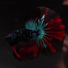 画像4: HM　ブラックスター (4)