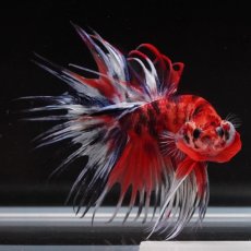画像9: CT　キャンディ (9)