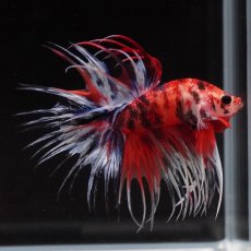 画像7: CT　キャンディ (7)