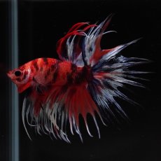 画像4: CT　キャンディ (4)