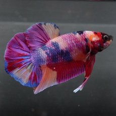 画像1: GHMPK　キャンディ (1)