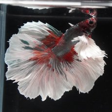 画像2: HMダンボ　キャンディカッパー (2)