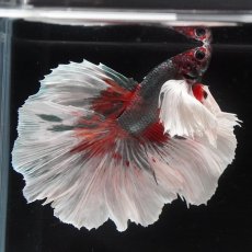 画像8: HMダンボ　キャンディカッパー (8)