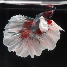 画像4: HMダンボ　キャンディカッパー (4)