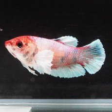 画像4: HMPKダンボ　キャンディ　メス (4)