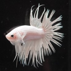 画像4: CT　ホワイト (4)