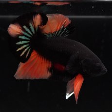 画像5: HMPK　ブラックキャンディ (5)