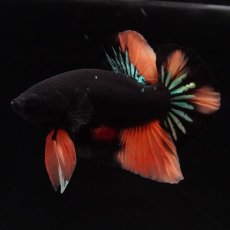画像4: HMPK　ブラックキャンディ (4)