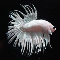 画像7: CT　ホワイト (7)