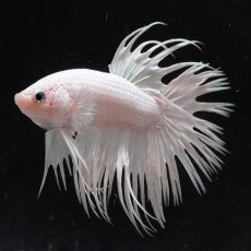 画像6: CT　ホワイト (6)