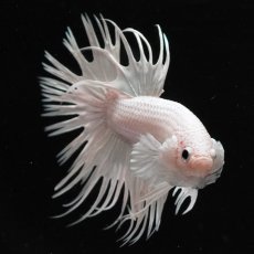 画像5: CT　ホワイト (5)
