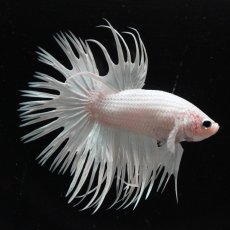 画像1: CT　ホワイト (1)