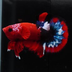 画像2: HMPK　ヘルボーイ (2)
