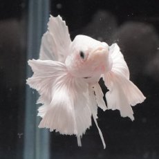 画像5: HMPKダンボ　ホワイト (5)